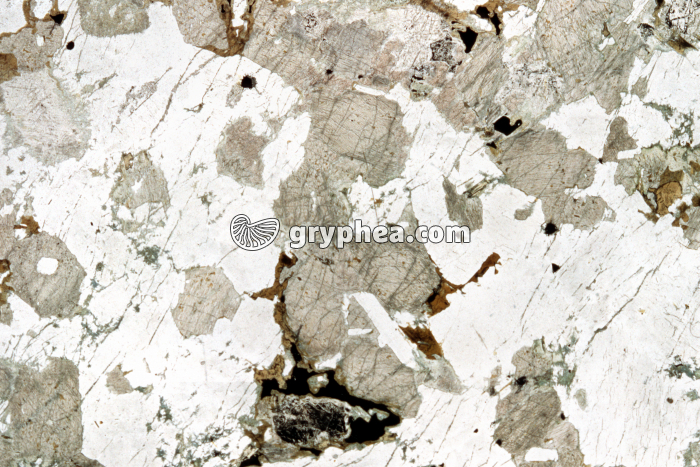 Gabbro LPNA x3 - gryphea.com